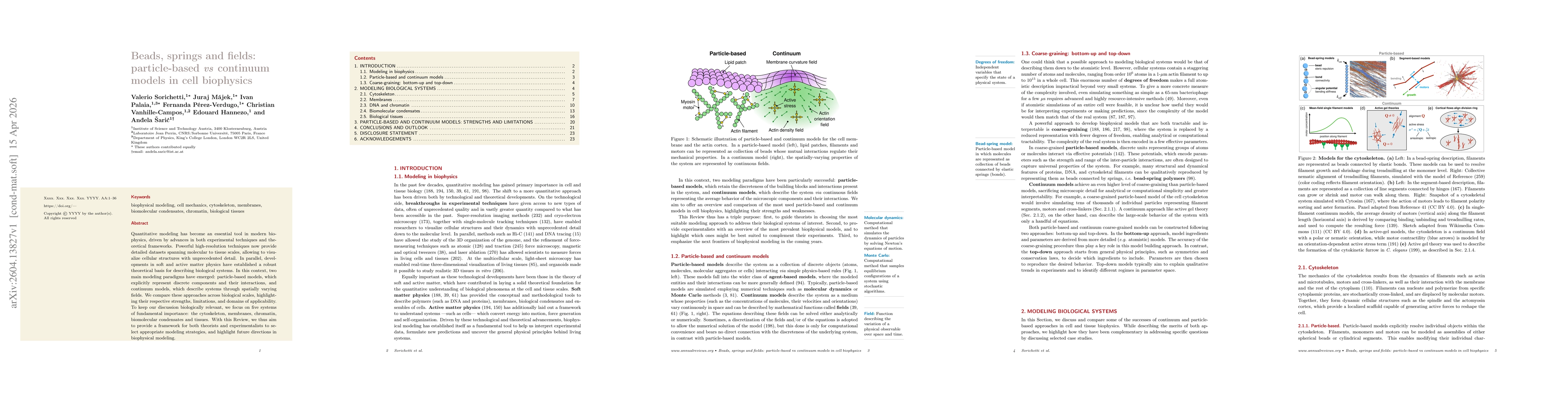 Thumbnail for Beads, springs and fields: particle-based vs continuum models in cell biophysics
