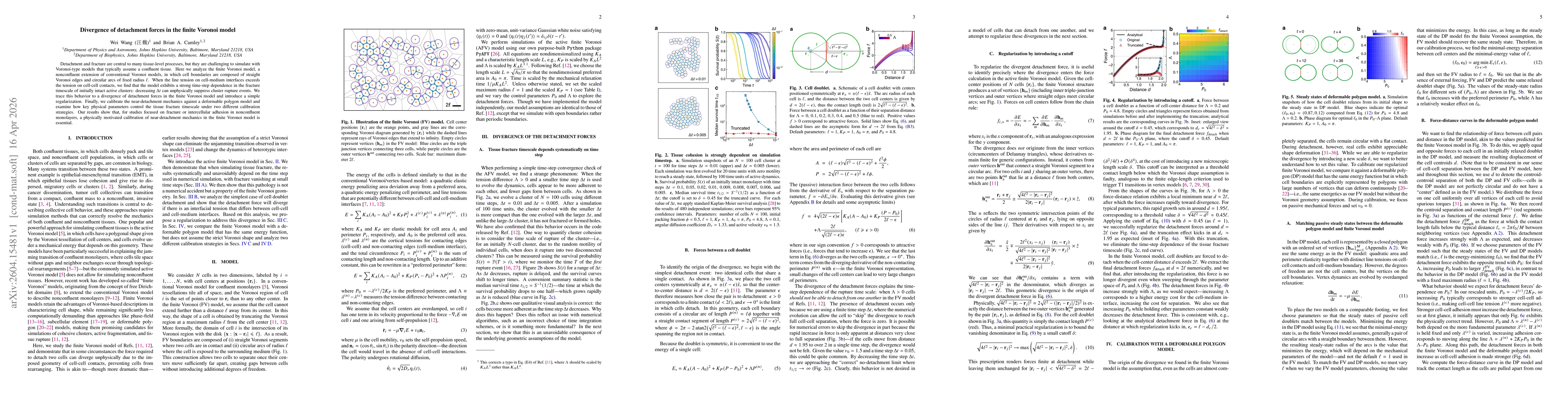 Thumbnail for Divergence of detachment forces in the finite Voronoi model