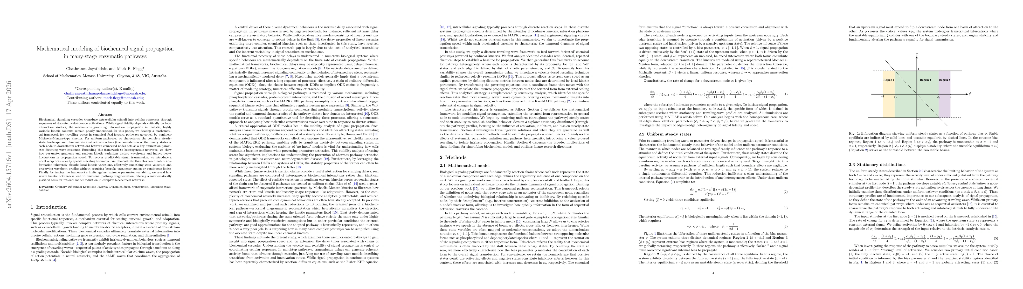 Thumbnail for Mathematical modeling of biochemical signal propagation in many-stage enzymatic pathways