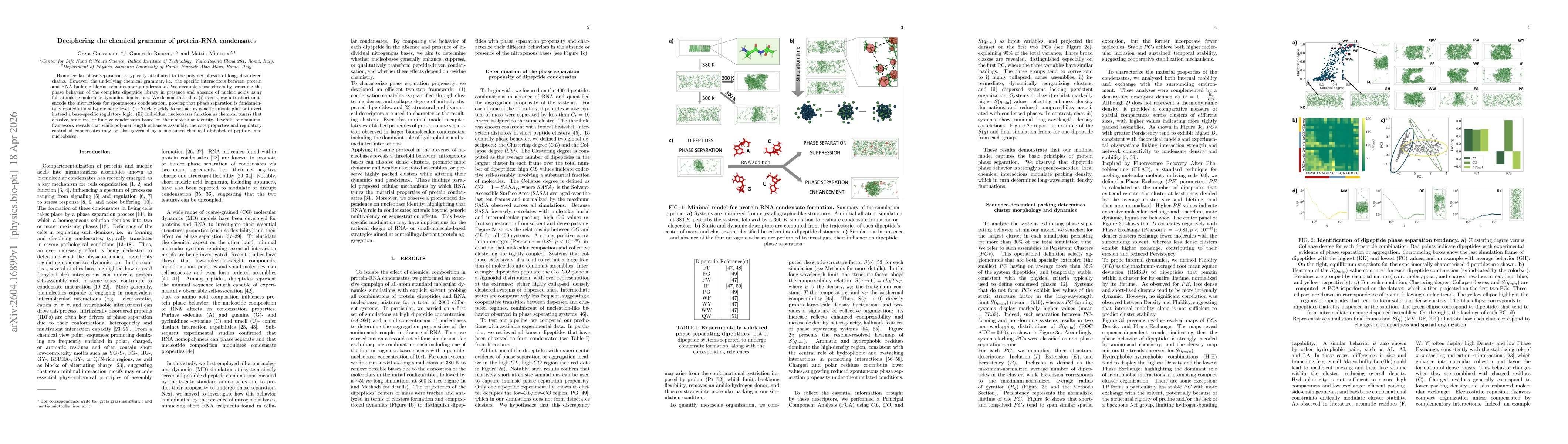 Thumbnail for Deciphering the chemical grammar of protein-RNA condensates