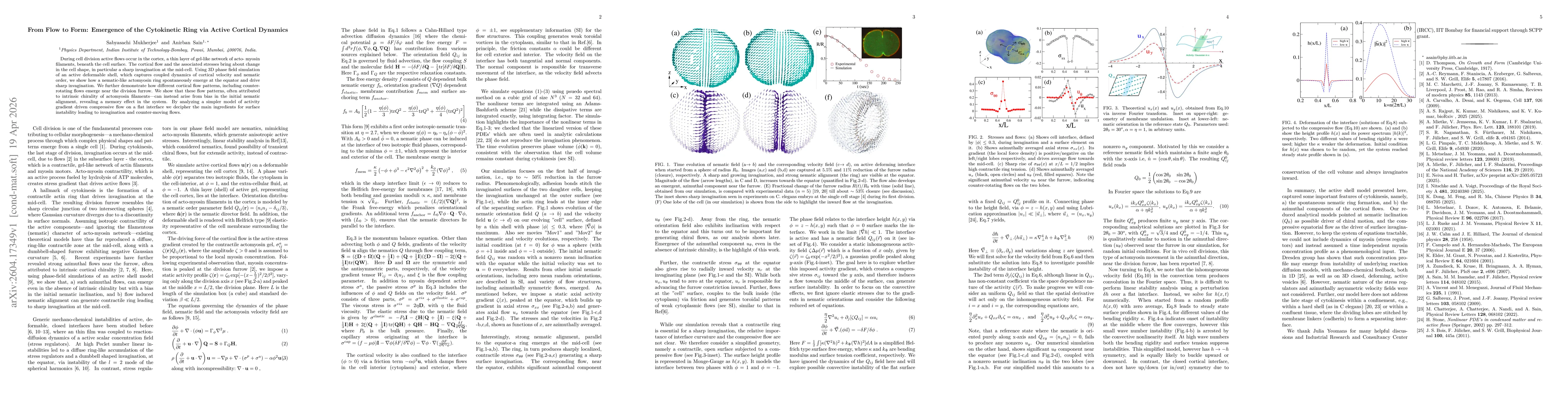 Thumbnail for From Flow to Form: Emergence of the Cytokinetic Ring via Active Cortical Dynamics
