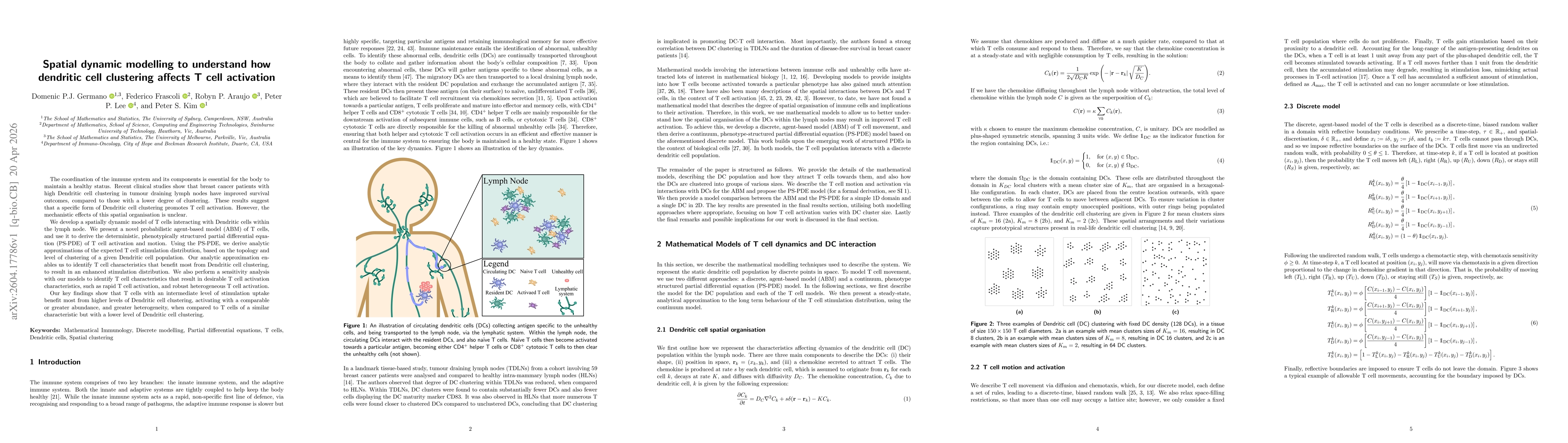 Thumbnail for Spatial dynamic modelling to understand how dendritic cell clustering affects T cell activation