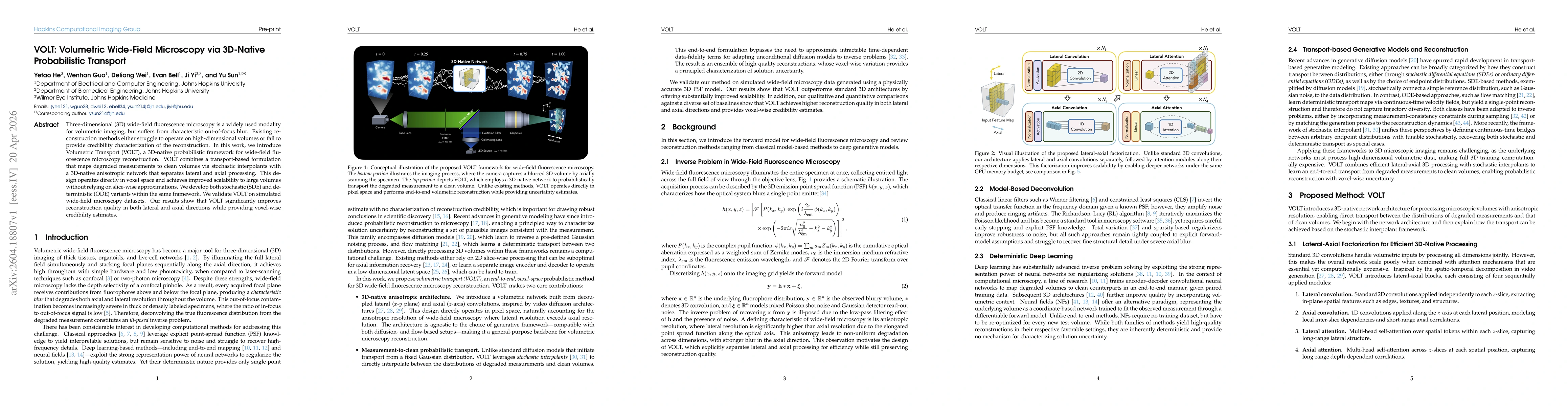 Thumbnail for VOLT: Volumetric Wide-Field Microscopy via 3D-Native Probabilistic Transport