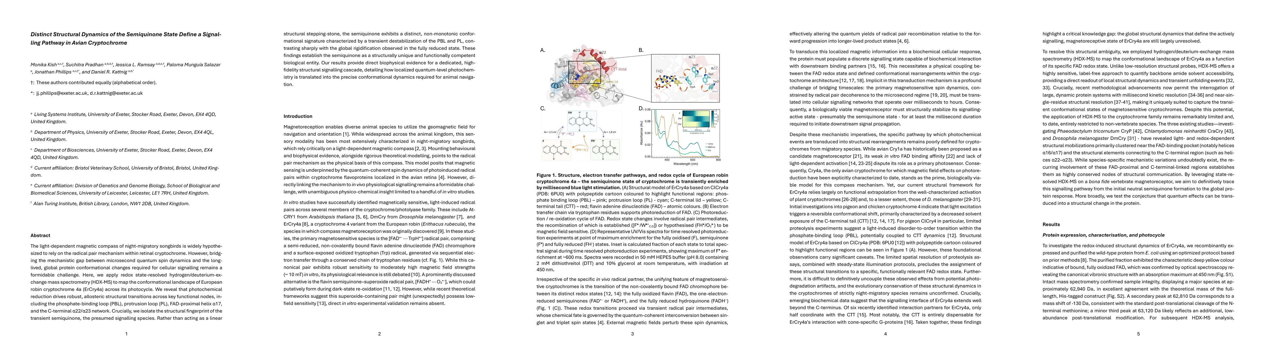 Thumbnail for Distinct Structural Dynamics of the Semiquinone State Define a Signalling Pathway in Avian Cryptochrome
