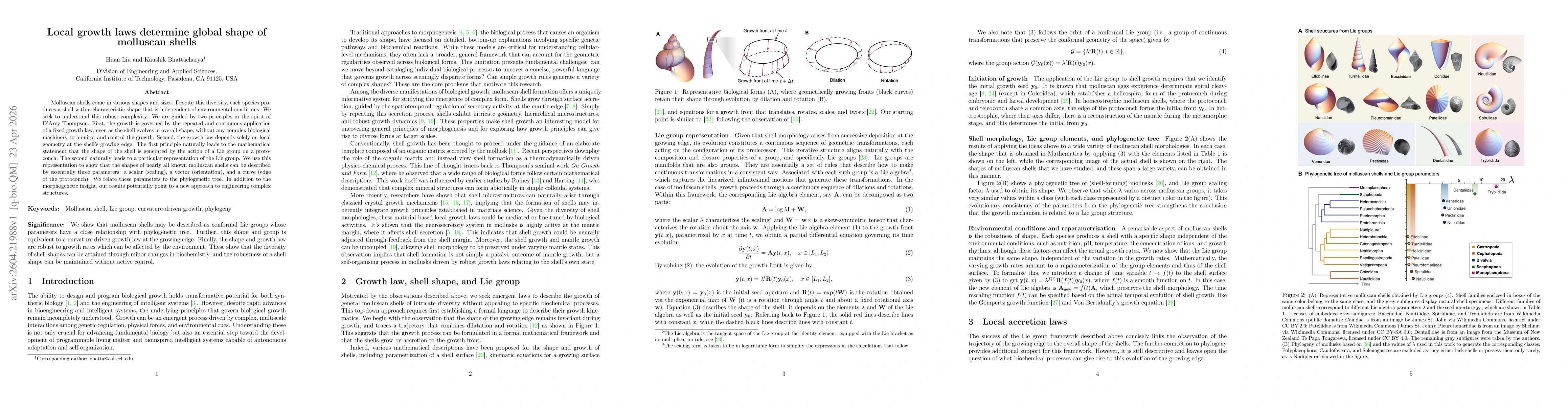 Thumbnail for Local growth laws determine global shape of molluscan shells