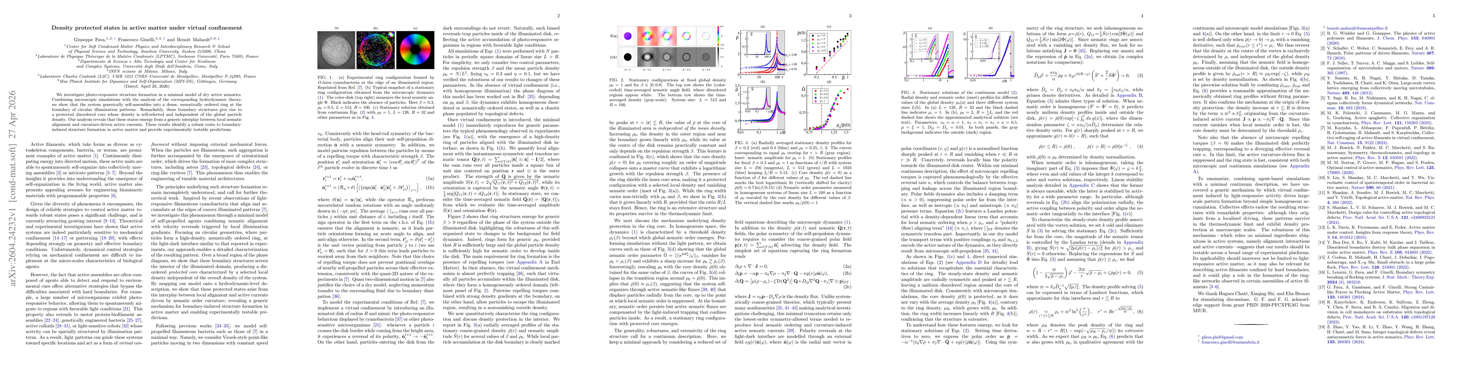 Thumbnail for Density protected states in active matter under virtual confinement