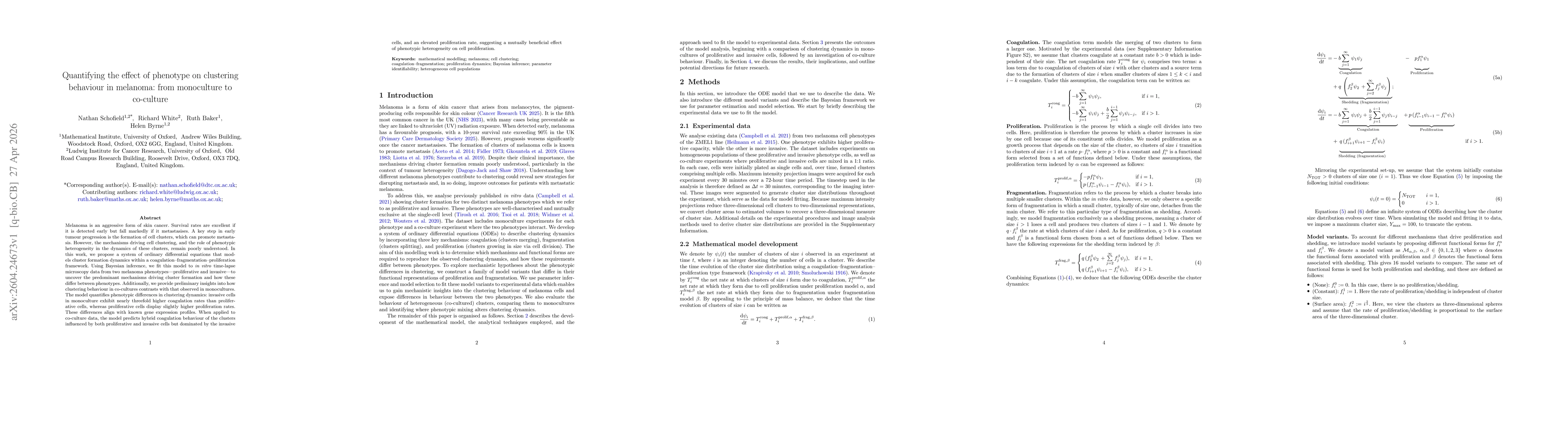 Thumbnail for Quantifying the effect of phenotype on clustering behaviour in melanoma: from monoculture to co-culture