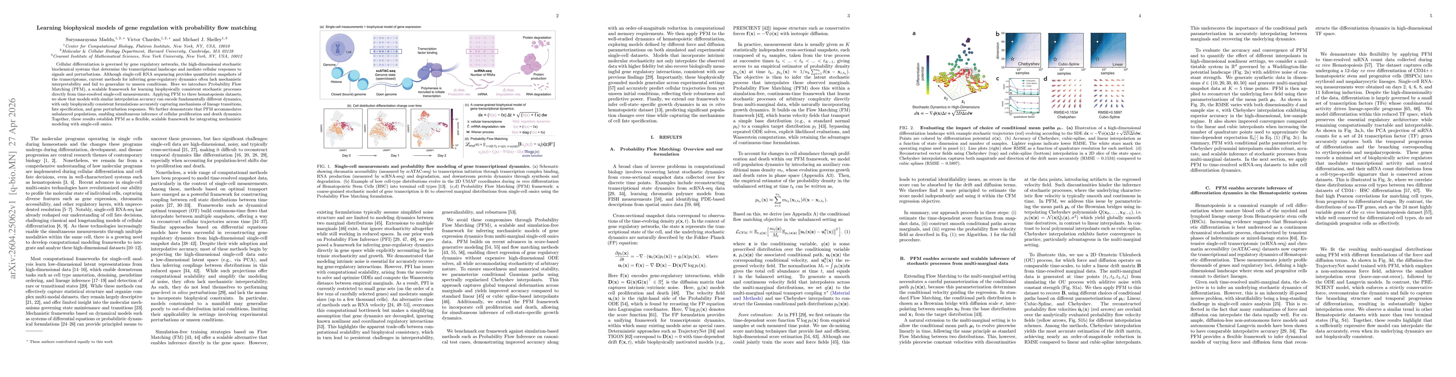 Thumbnail for Learning biophysical models of gene regulation with probability flow matching
