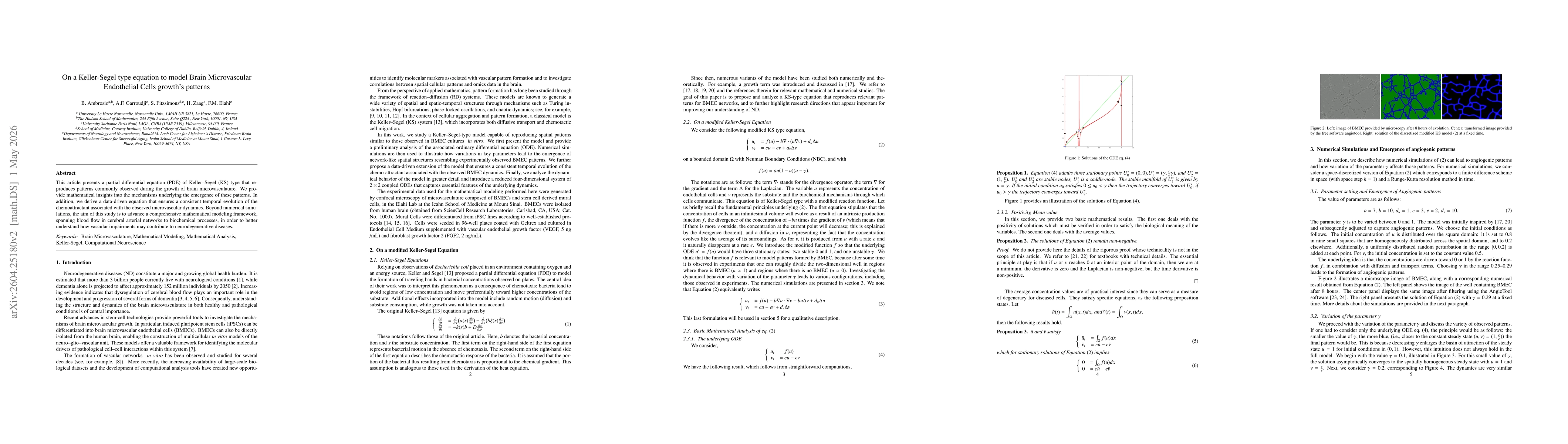 Thumbnail for On a Keller-Segel type equation to model Brain Microvascular Endothelial Cells growth's patterns