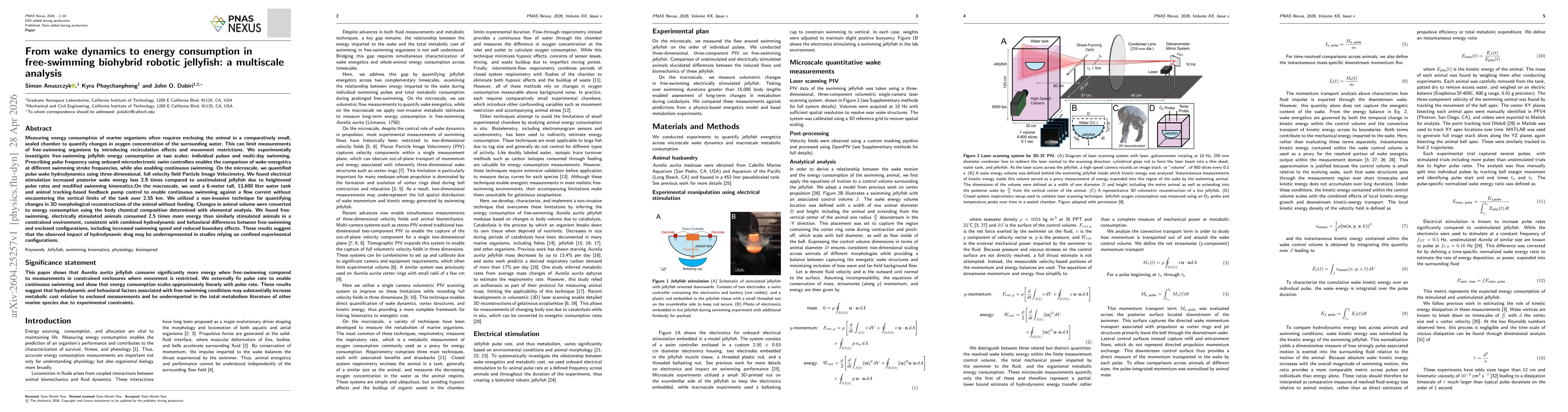Thumbnail for From wake dynamics to energy consumption in free-swimming biohybrid robotic jellyfish: a multiscale analysis