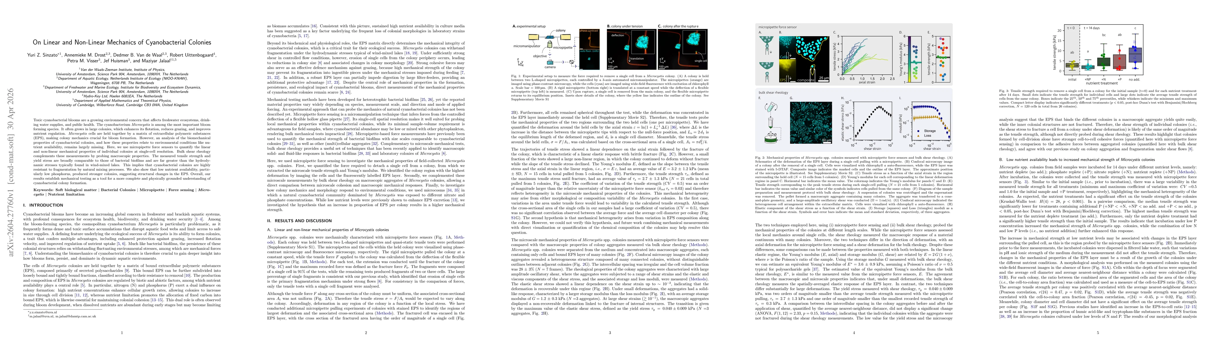 Thumbnail for On Linear and Non-Linear Mechanics of Cyanobacterial Colonies