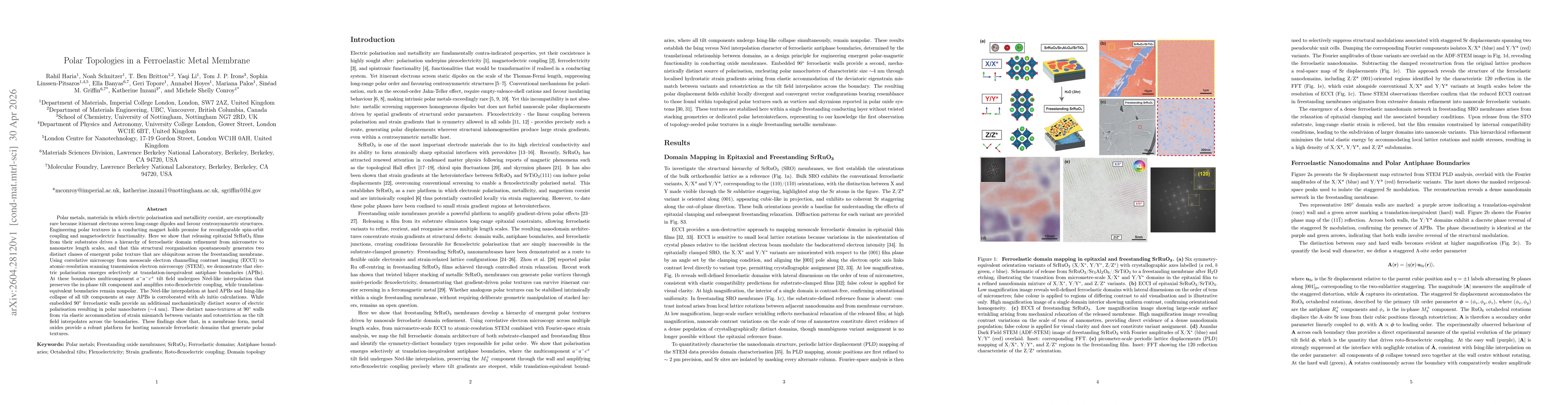 Thumbnail for Polar Topologies in a Ferroelastic Metal Membrane