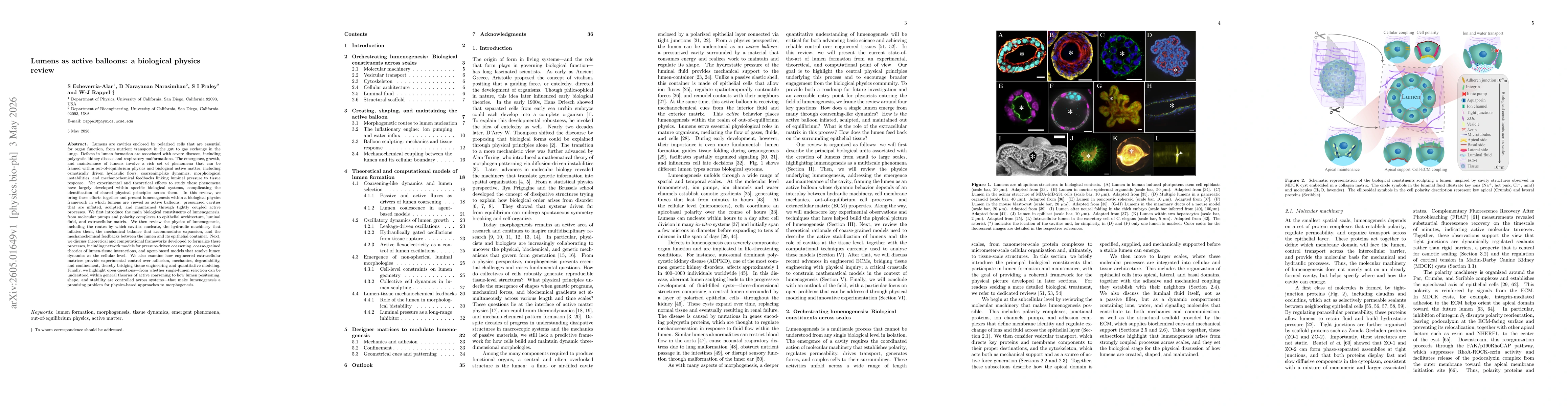 Thumbnail for Lumens as active balloons: a biological physics review
