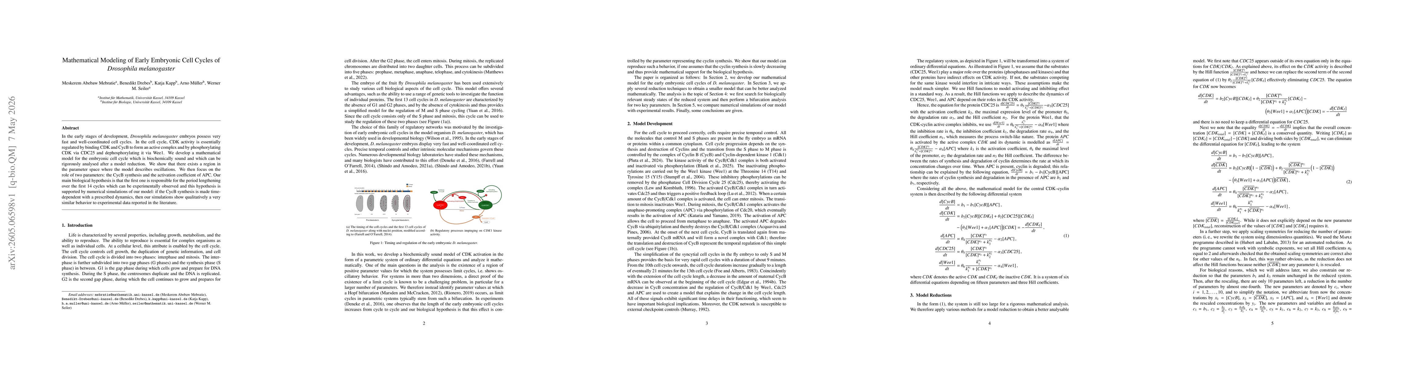 Thumbnail for Mathematical Modeling of Early Embryonic Cell Cycles of Drosophila melanogaster