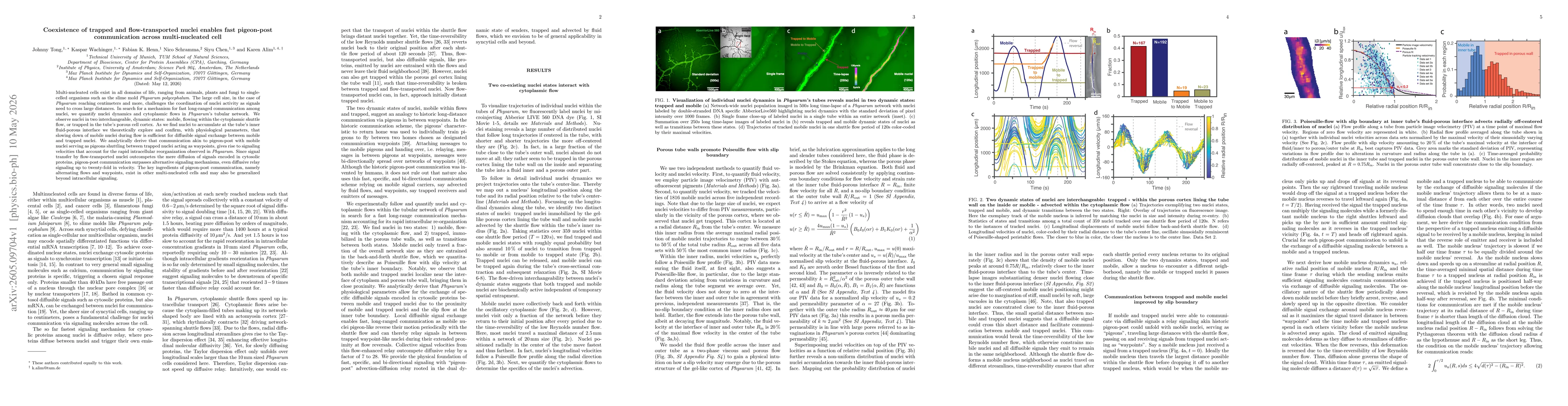 Thumbnail for Coexistence of trapped and flow-transported nuclei enables fast pigeon post communication across multinucleated cell