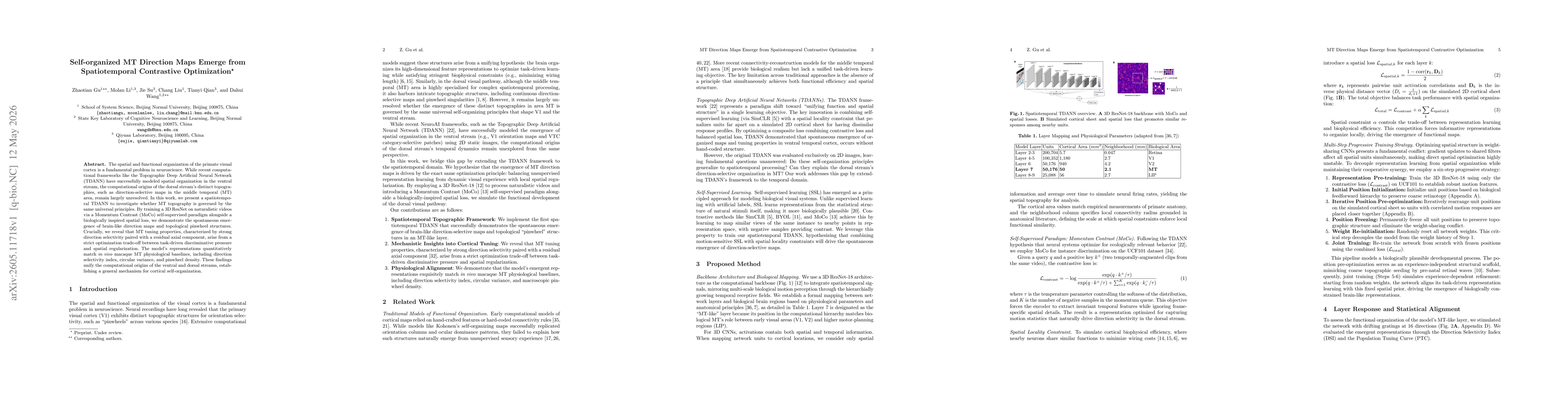 Thumbnail for Self-organized MT Direction Maps Emerge from Spatiotemporal Contrastive Optimization