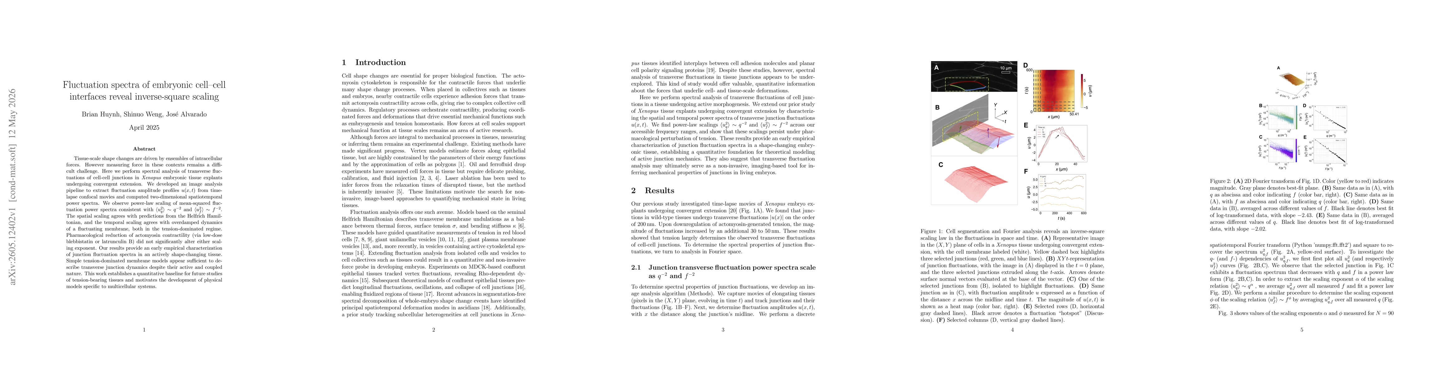 Thumbnail for Fluctuation spectra of embryonic cell-cell interfaces reveal inverse-square scaling