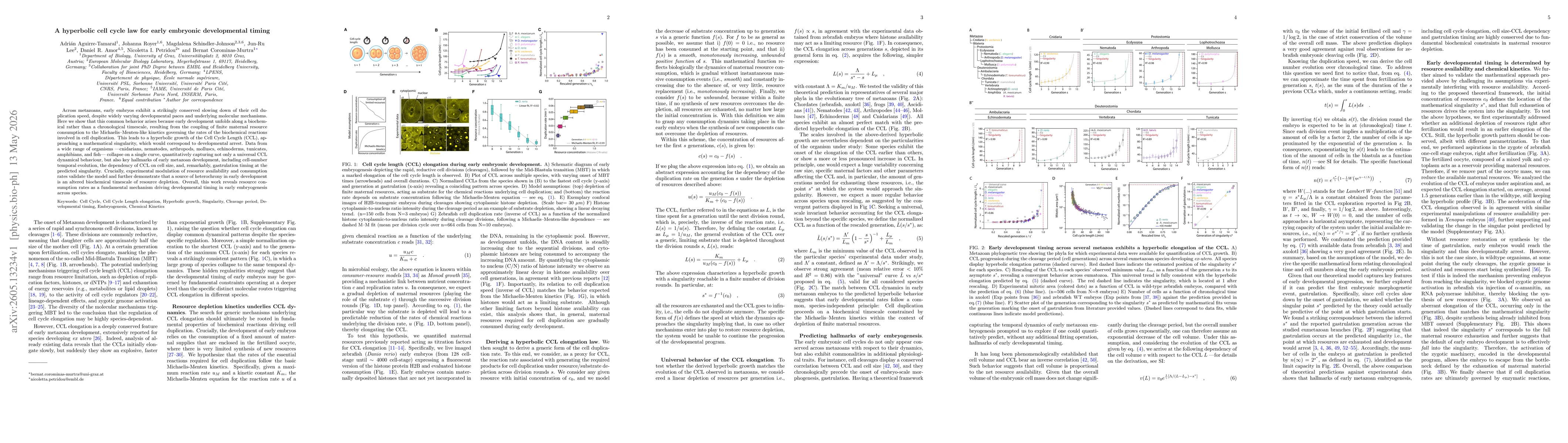 Thumbnail for A hyperbolic cell cycle law for early embryonic developmental timing