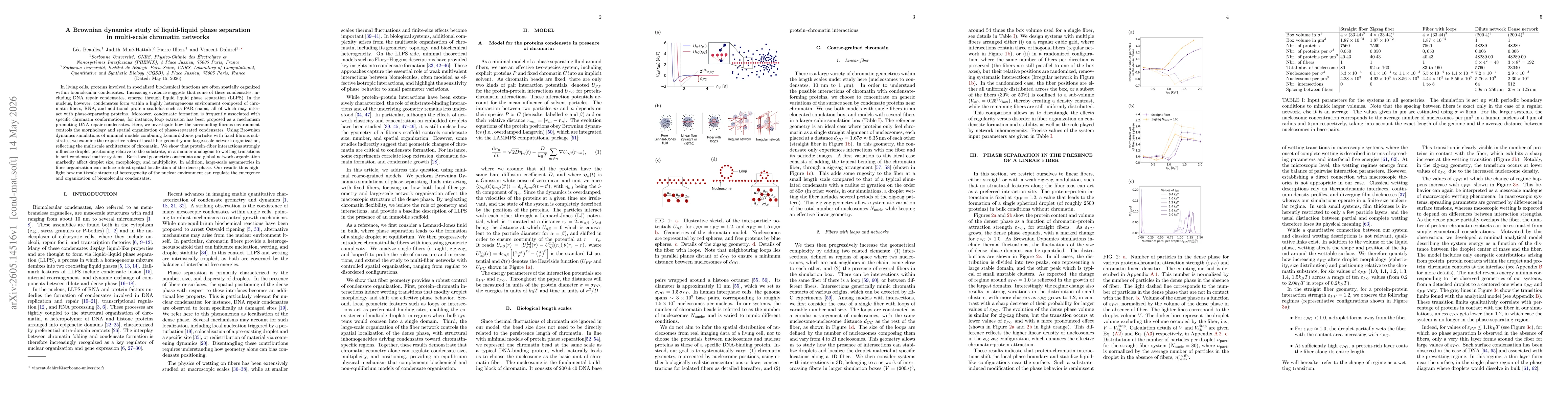 Thumbnail for A Brownian dynamics study of liquid-liquid phase separation in multi-scale chromatin networks