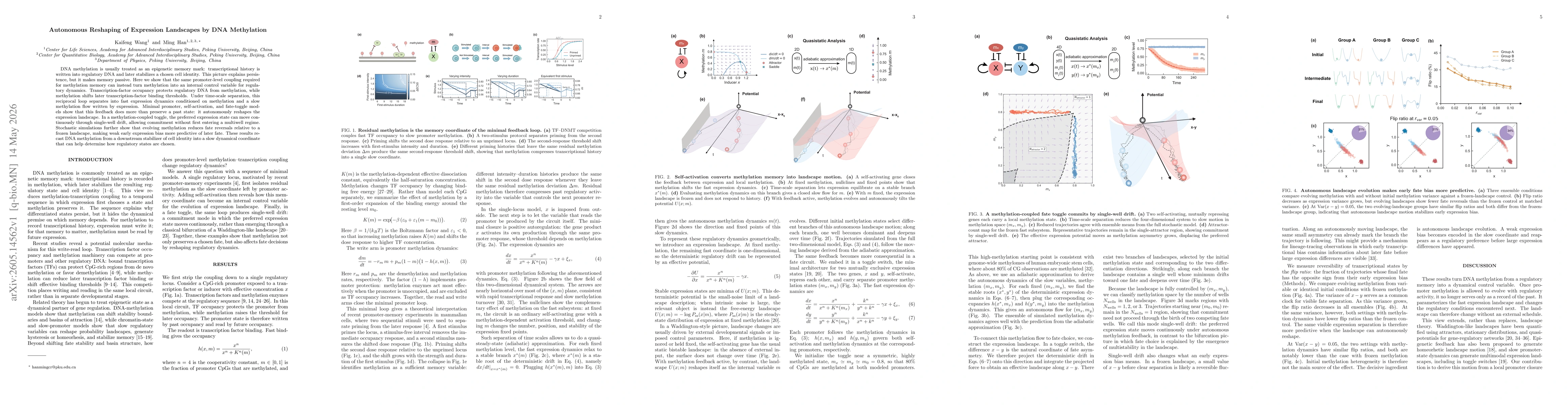Thumbnail for Autonomous Reshaping of Expression Landscapes by DNA Methylation
