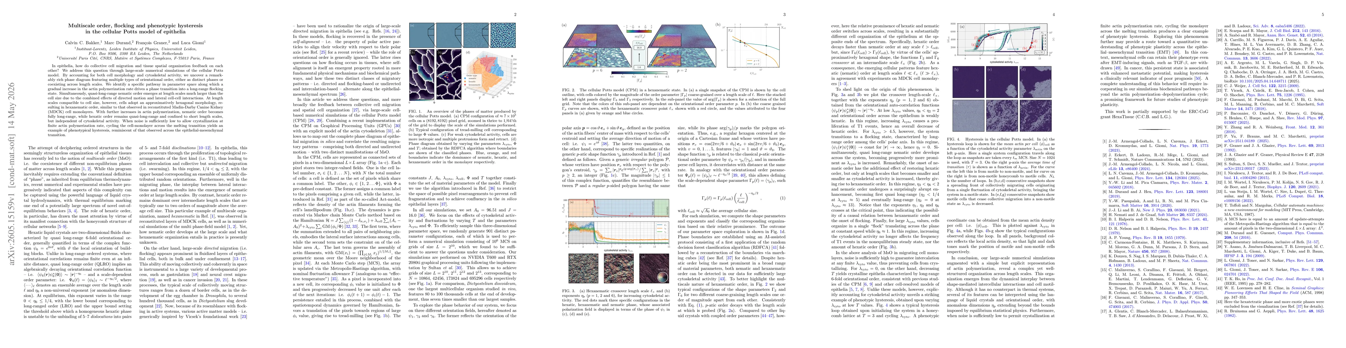 Thumbnail for Multiscale order, flocking and phenotypic hysteresis in the cellular Potts model of epithelia