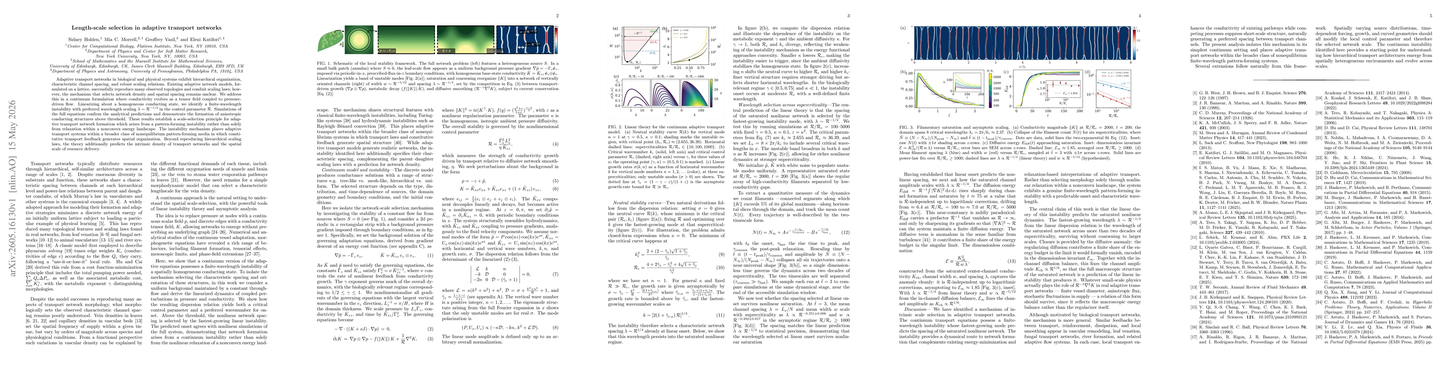Thumbnail for Length-scale selection in adaptive transport networks