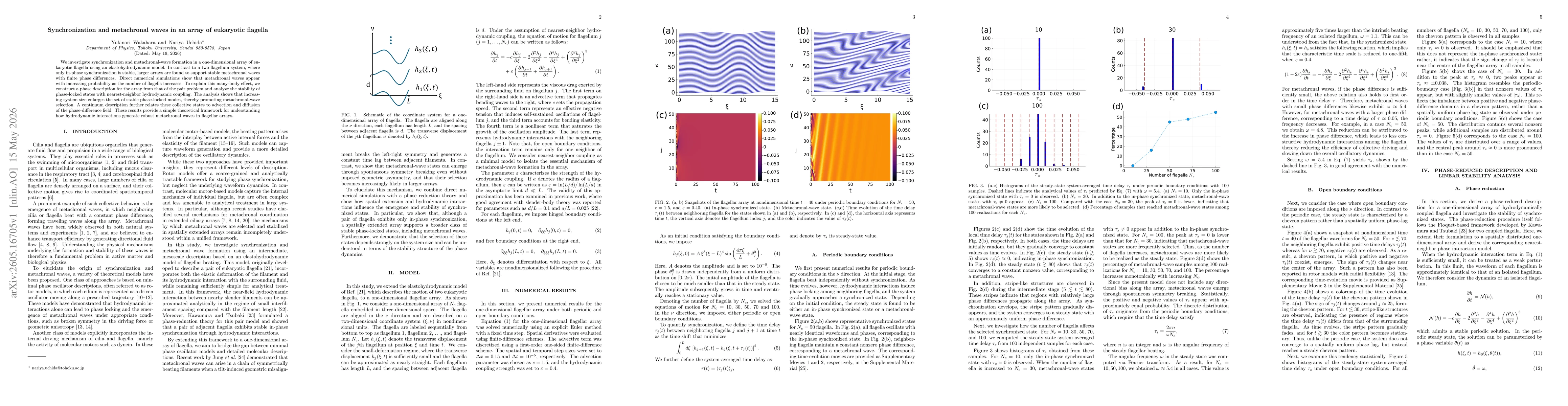 Thumbnail for Synchronization and metachronal waves in an array of eukaryotic flagella