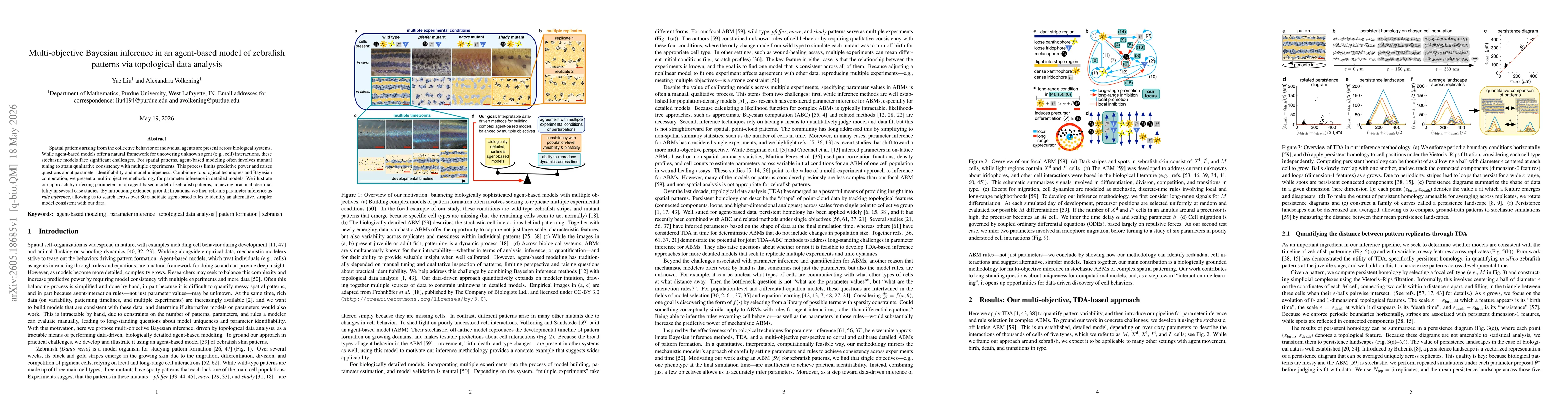 Thumbnail for Multi-objective Bayesian inference in an agent-based model of zebrafish patterns via topological data analysis