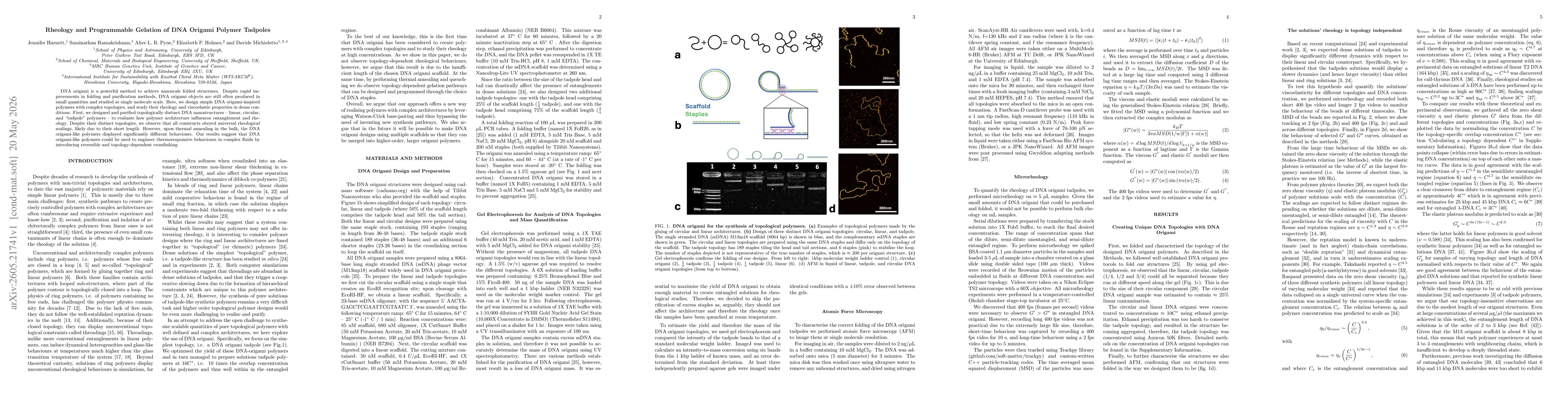 Thumbnail for Rheology and Programmable Gelation of DNA Origami Polymer Tadpoles