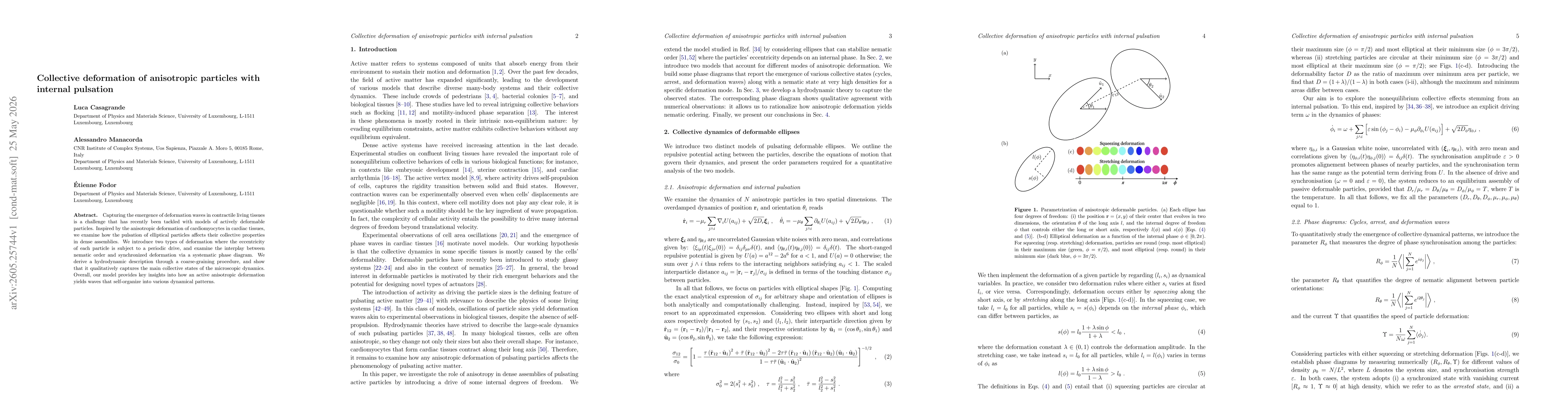 Thumbnail for Collective deformation of anisotropic particles with internal pulsation