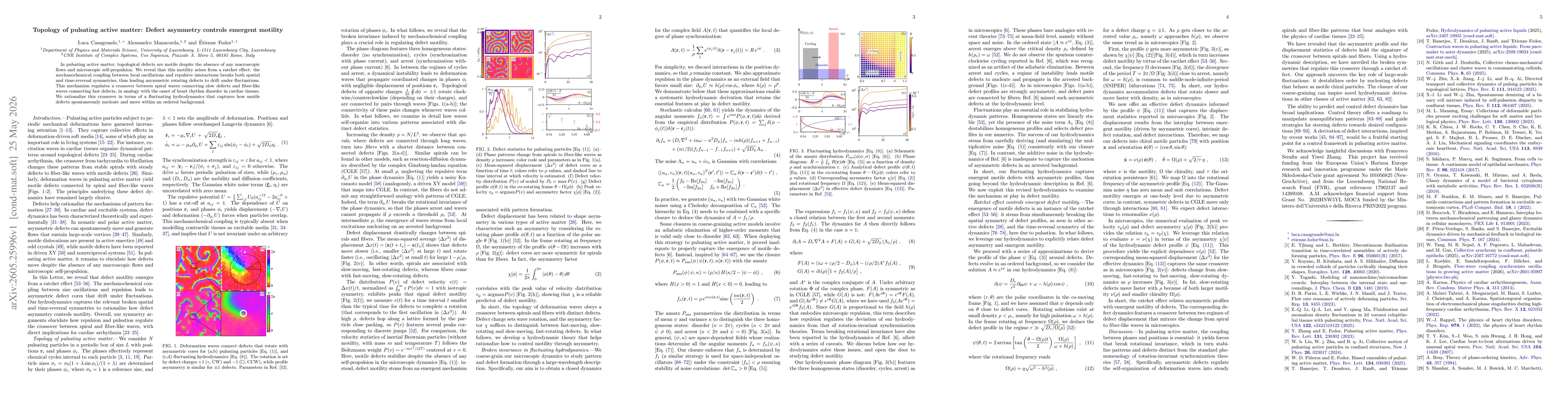Thumbnail for Topology of pulsating active matter: Defect asymmetry controls emergent motility