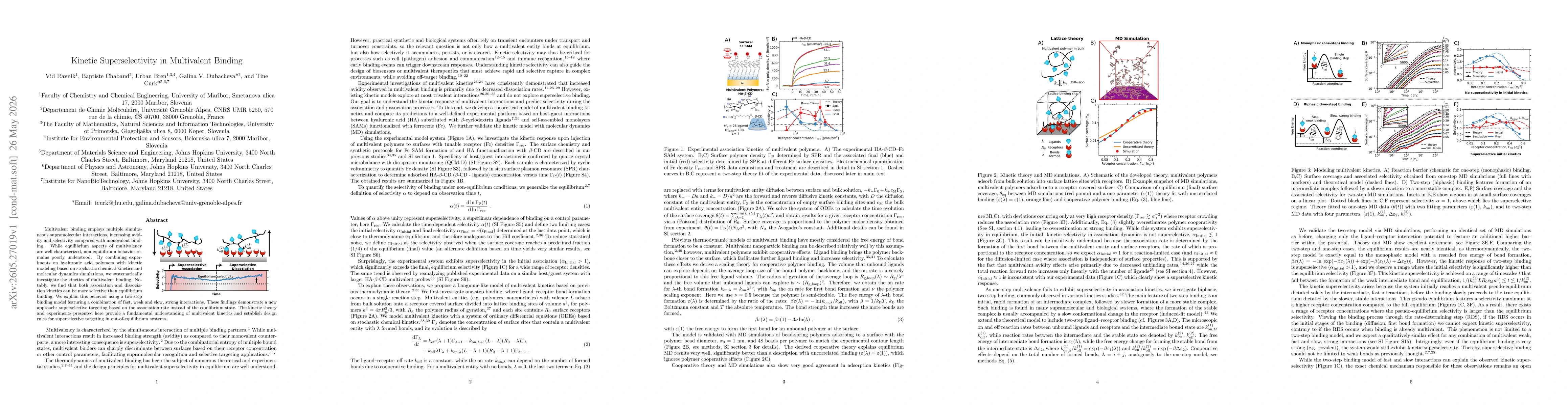 Thumbnail for Kinetic Superselectivity in Multivalent Binding
