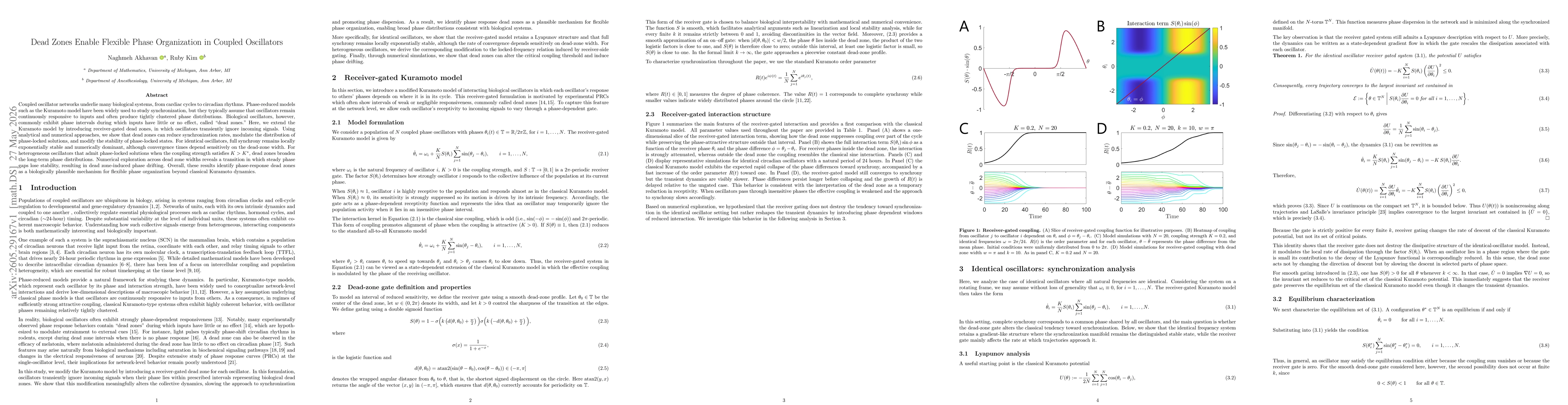 Thumbnail for Dead Zones Enable Flexible Phase Organization in Coupled Oscillators