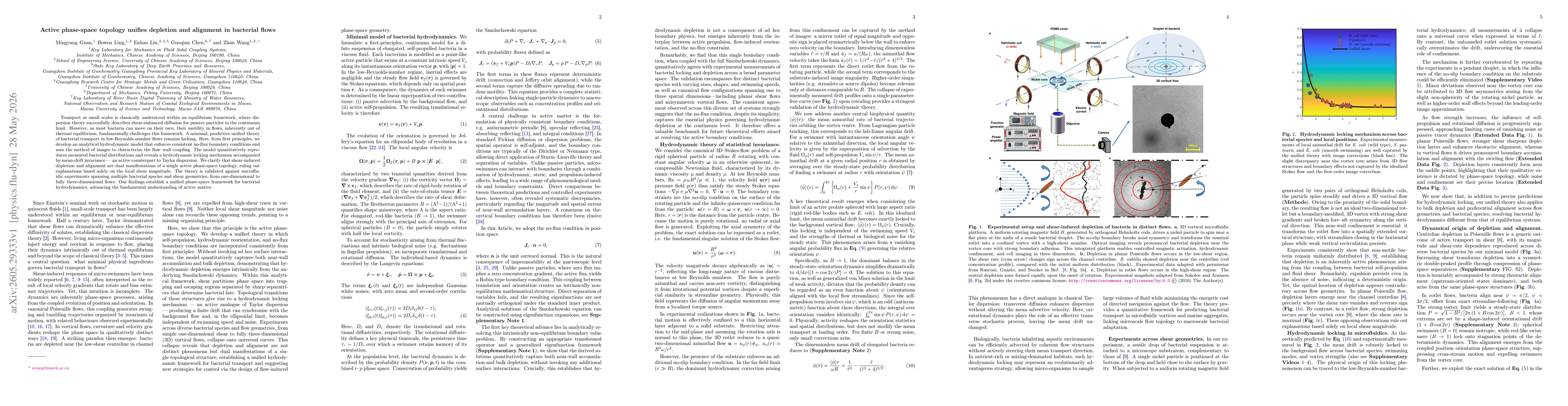 Thumbnail for Active phase-space topology unifies depletion and alignment in bacterial flows