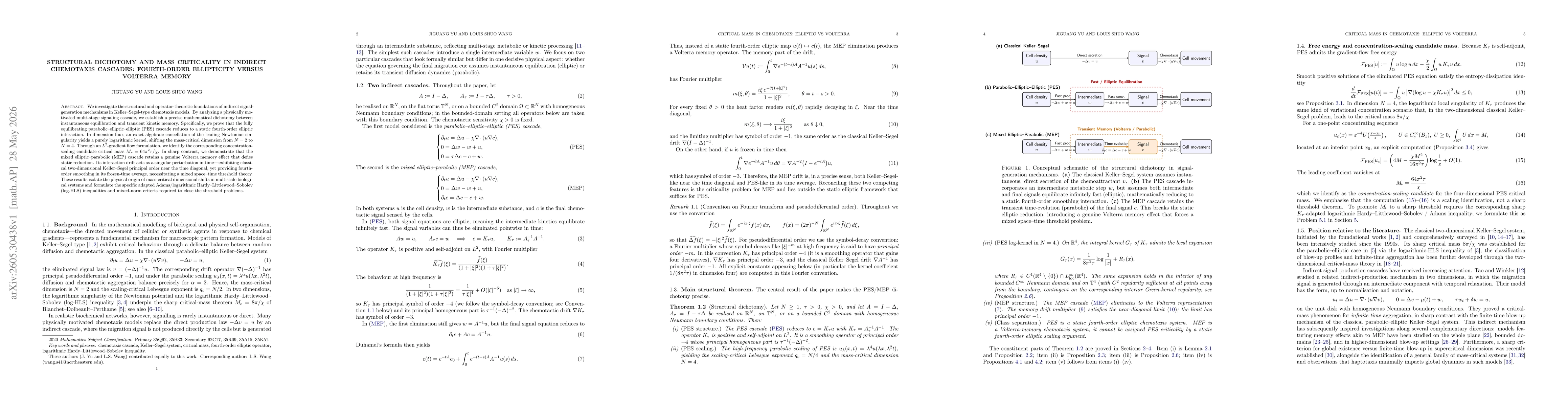 Thumbnail for Structural dichotomy and mass criticality in indirect chemotaxis cascades: fourth-order ellipticity versus Volterra memory