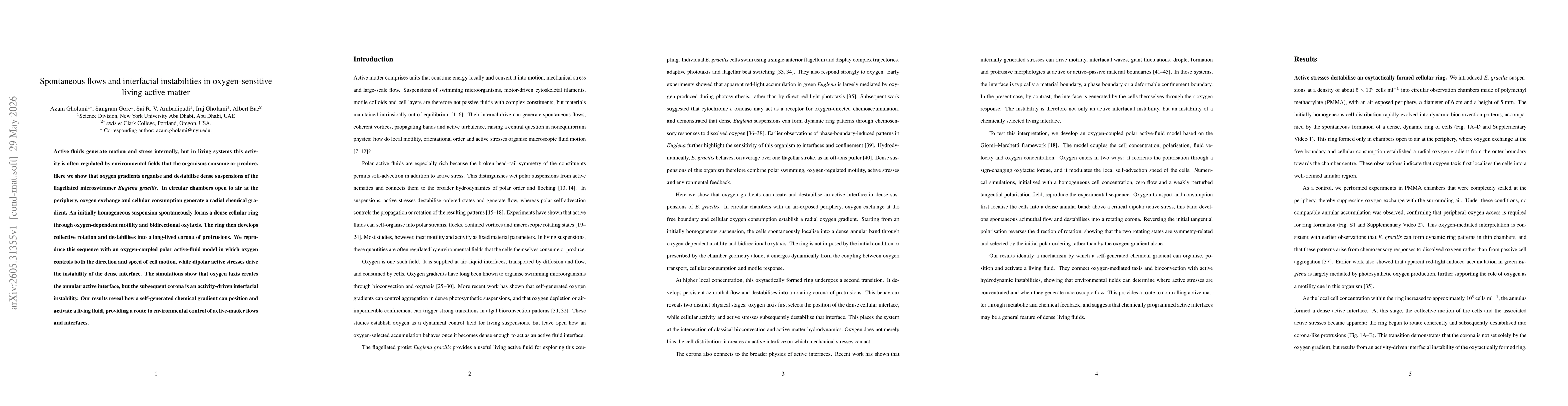 Thumbnail for Spontaneous flows and interfacial instabilities in oxygen-sensitive living active matter