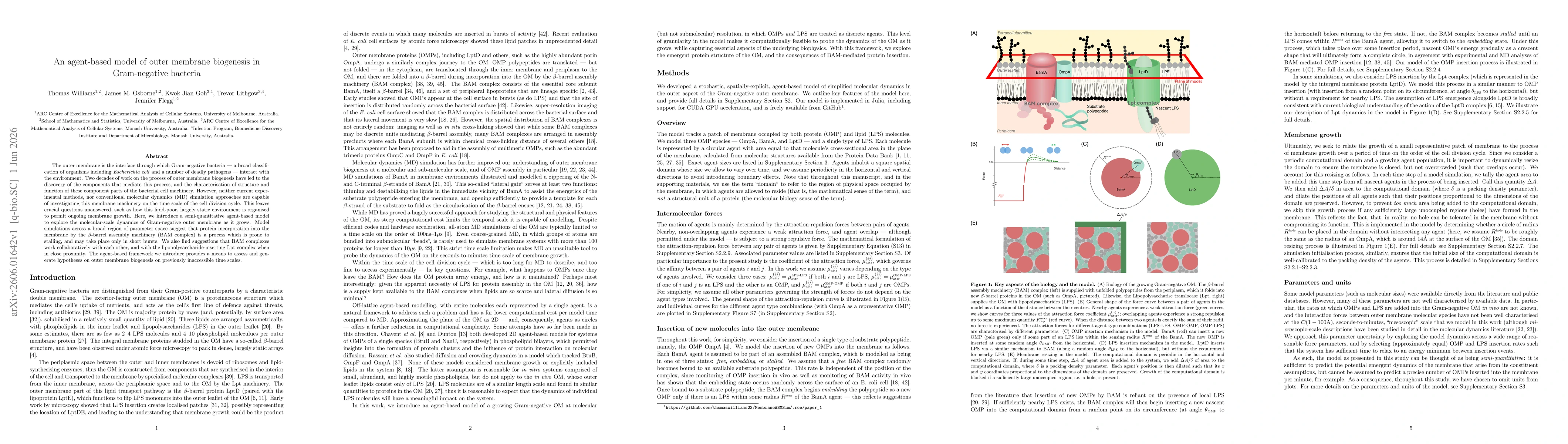 Thumbnail for An agent-based model of outer membrane biogenesis in Gram-negative bacteria