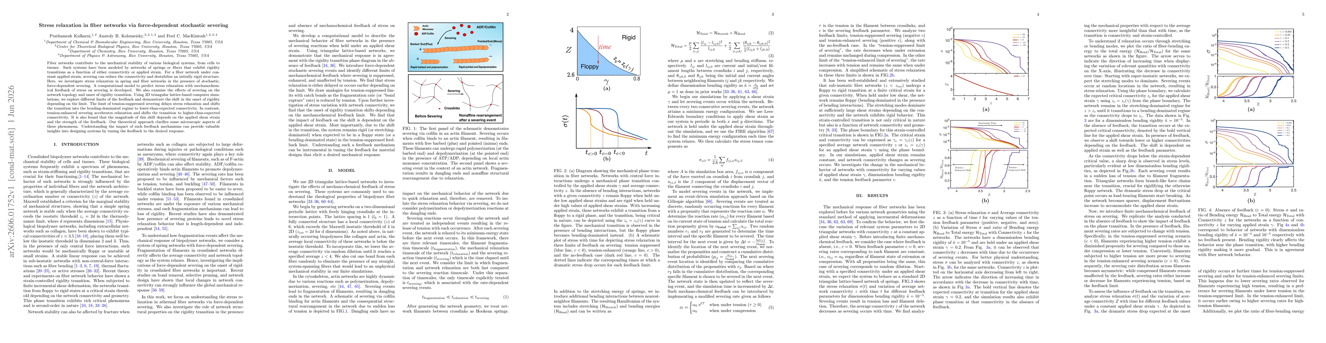 Thumbnail for Stress relaxation in fiber networks via force-dependent stochastic severing