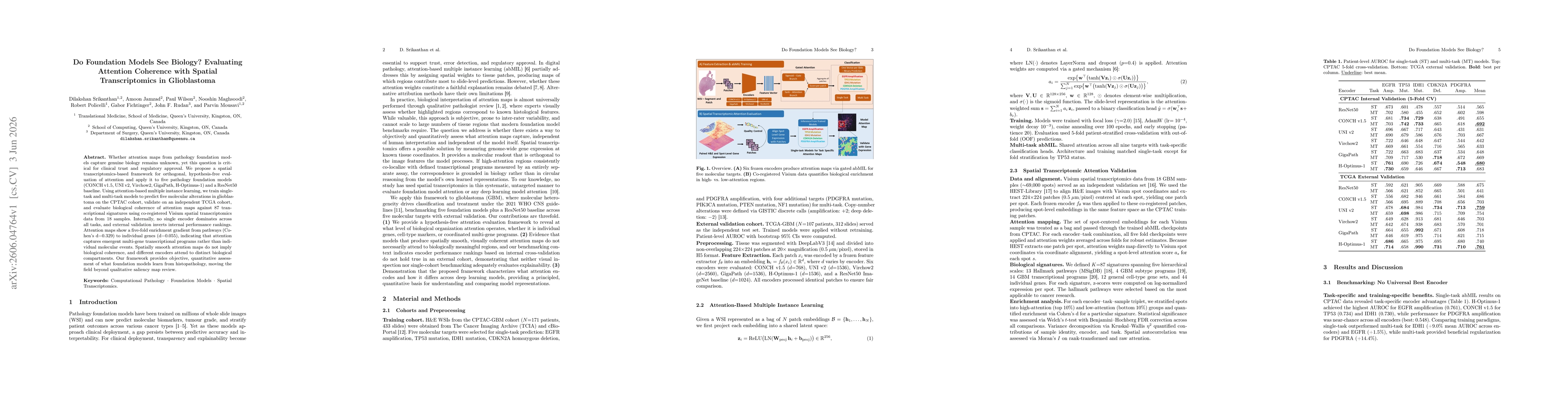 Thumbnail for Do Foundation Models See Biology? Evaluating Attention Coherence with Spatial Transcriptomics in Glioblastoma