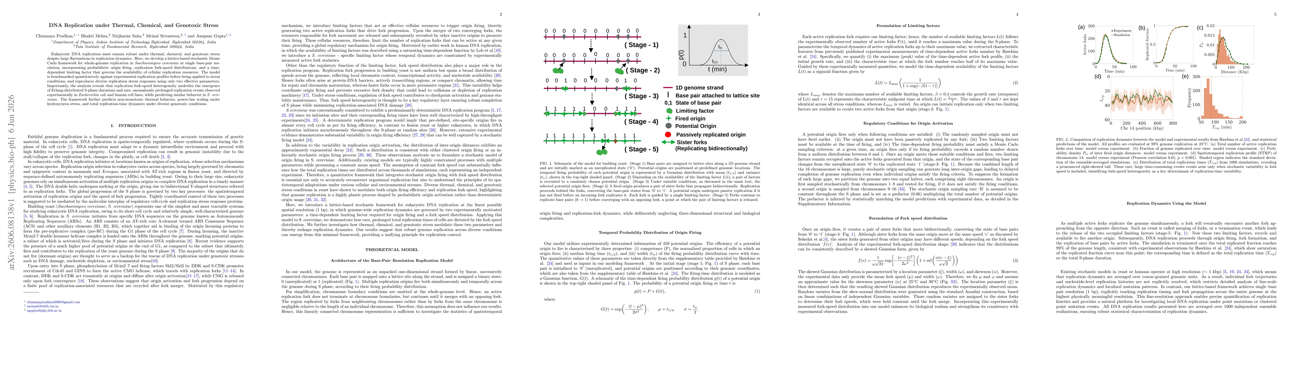 Thumbnail for DNA Replication under Thermal, Chemical, and Genotoxic Stress