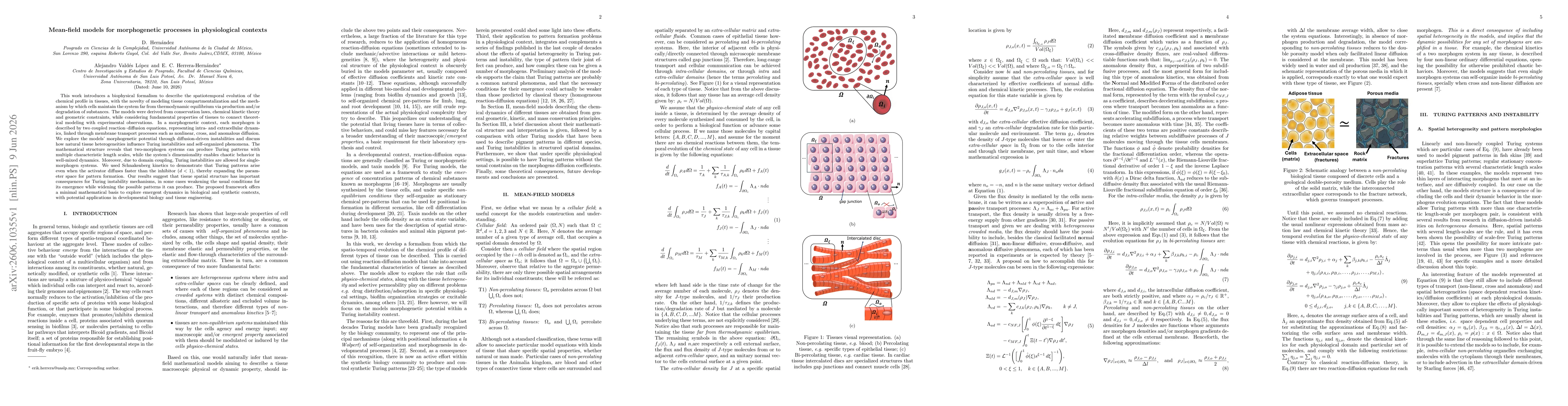 Thumbnail for Mean-field models for morphogenetic processes in physiological contexts