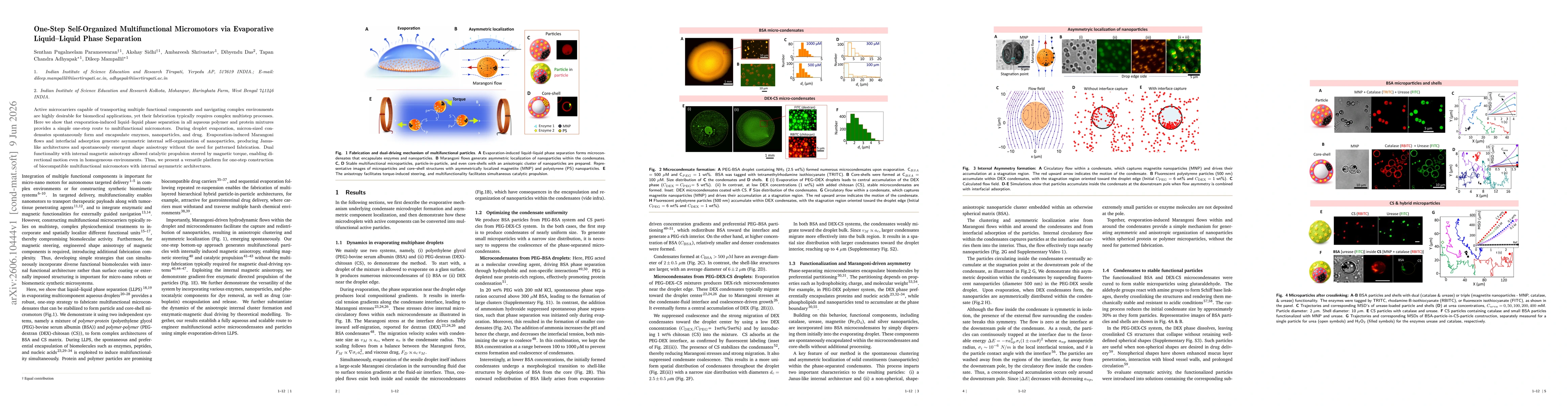 Thumbnail for One-Step Self-Organized Multifunctional Micromotors via Evaporative Liquid-Liquid Phase Separation