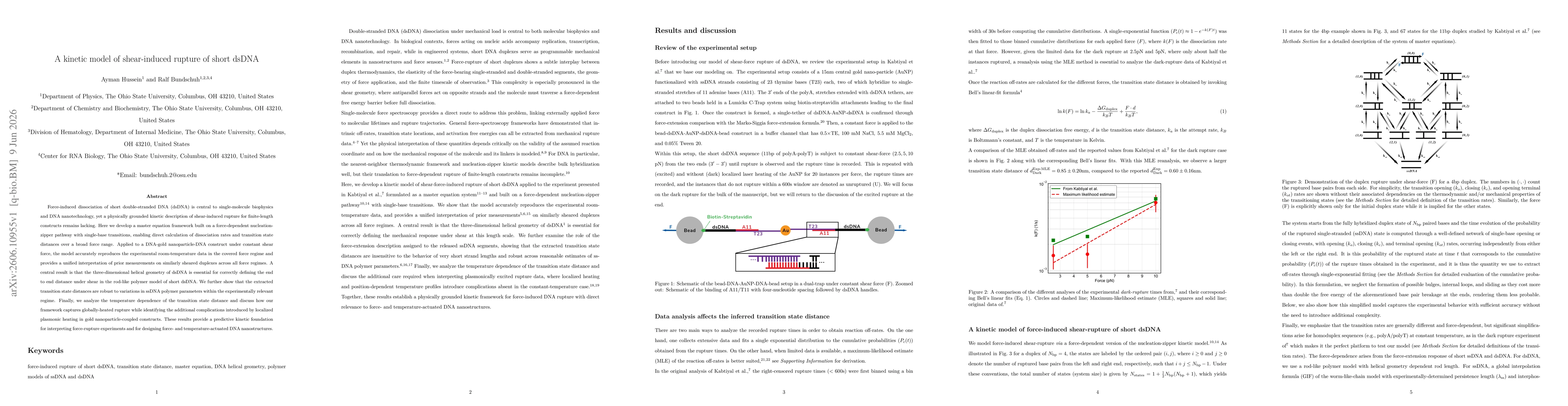 Thumbnail for A kinetic model of shear-induced rupture of short dsDNA