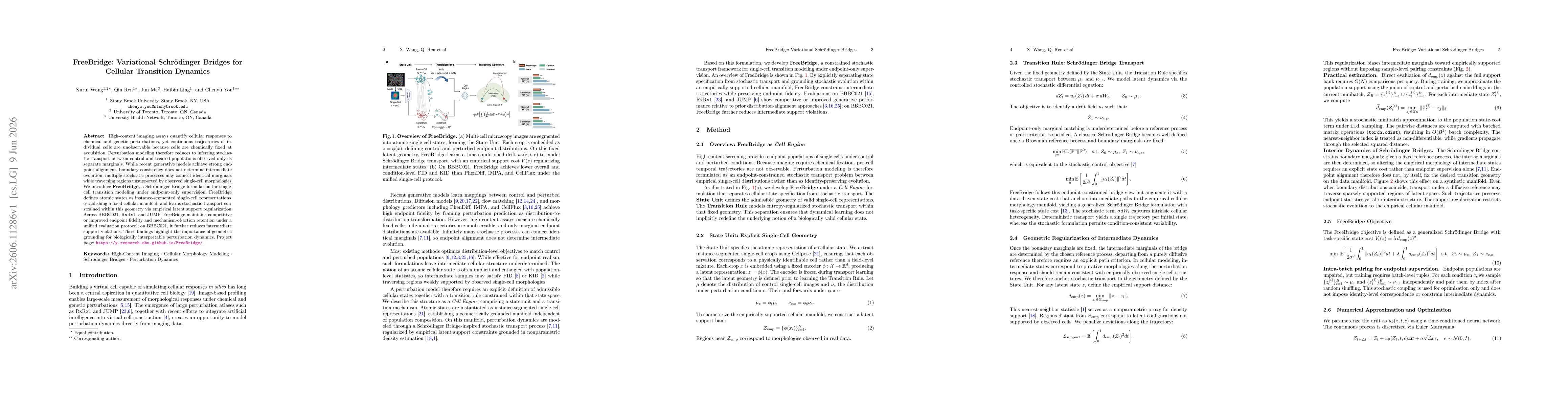Thumbnail for FreeBridge: Variational Schrödinger Bridges for Cellular Transition Dynamics