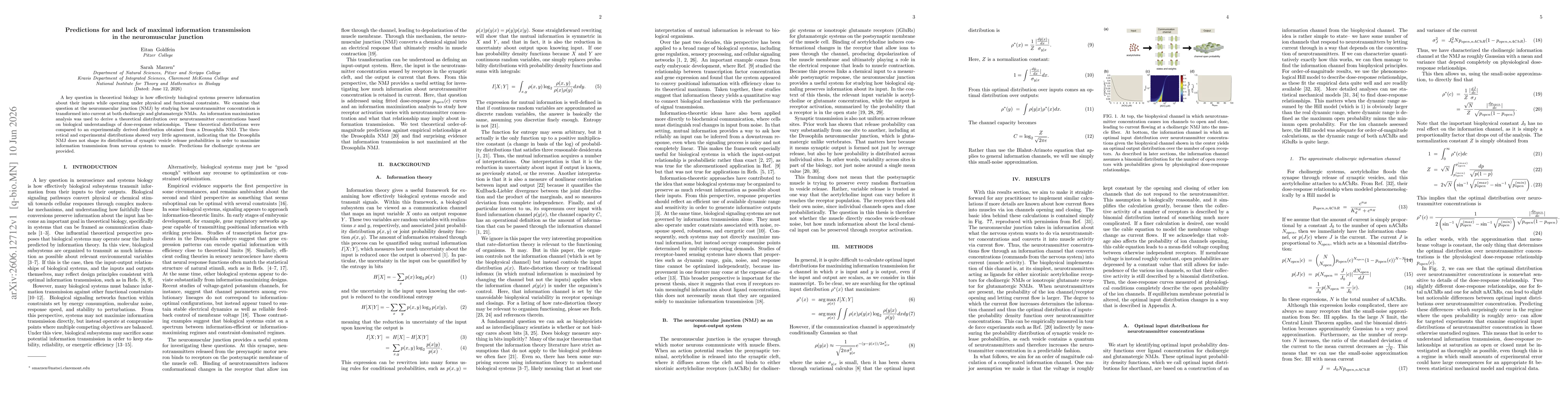 Thumbnail for Predictions for and lack of maximal information transmission in the neuromuscular junction