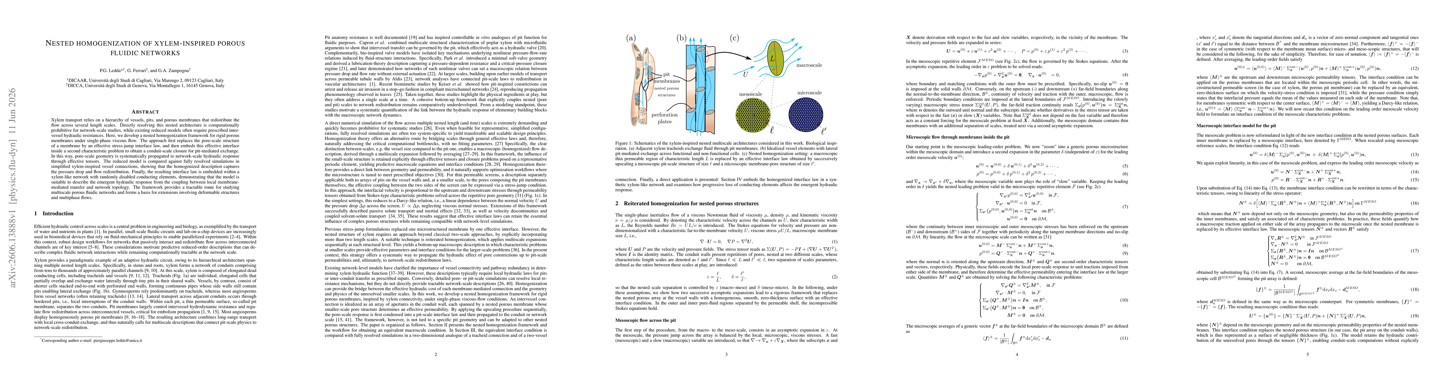 Thumbnail for Nested homogenization of xylem-inspired porous fluidic networks