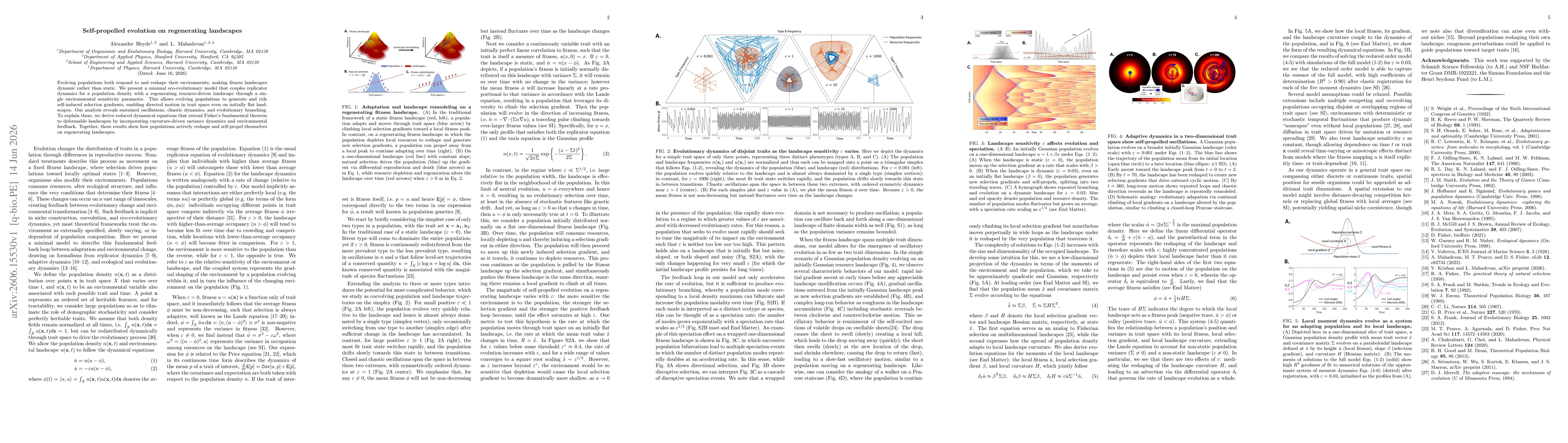 Thumbnail for Self-propelled evolution on regenerating landscapes