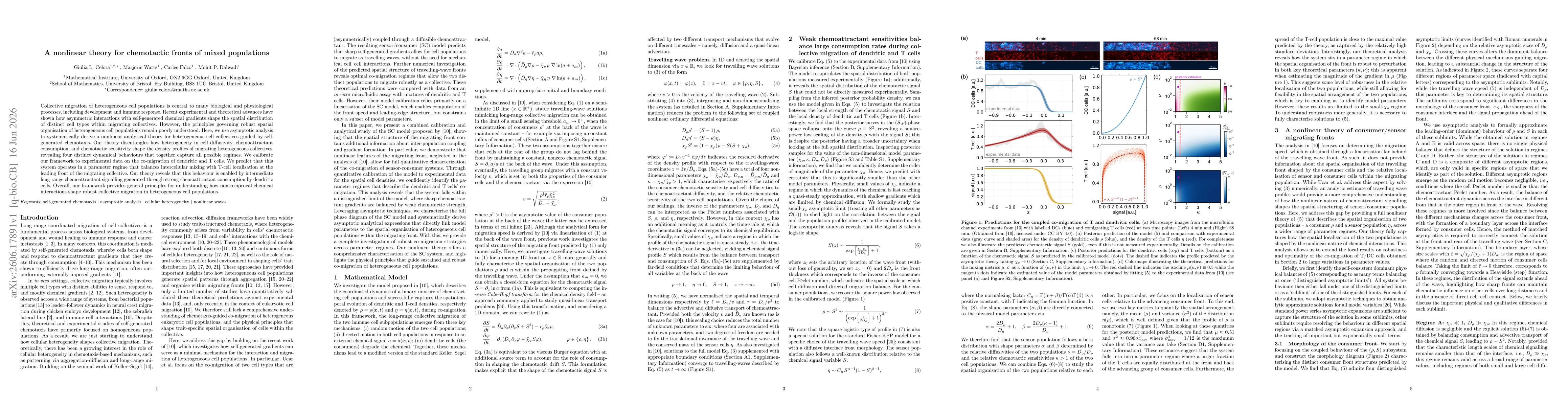 Thumbnail for A nonlinear theory for chemotactic fronts of mixed populations