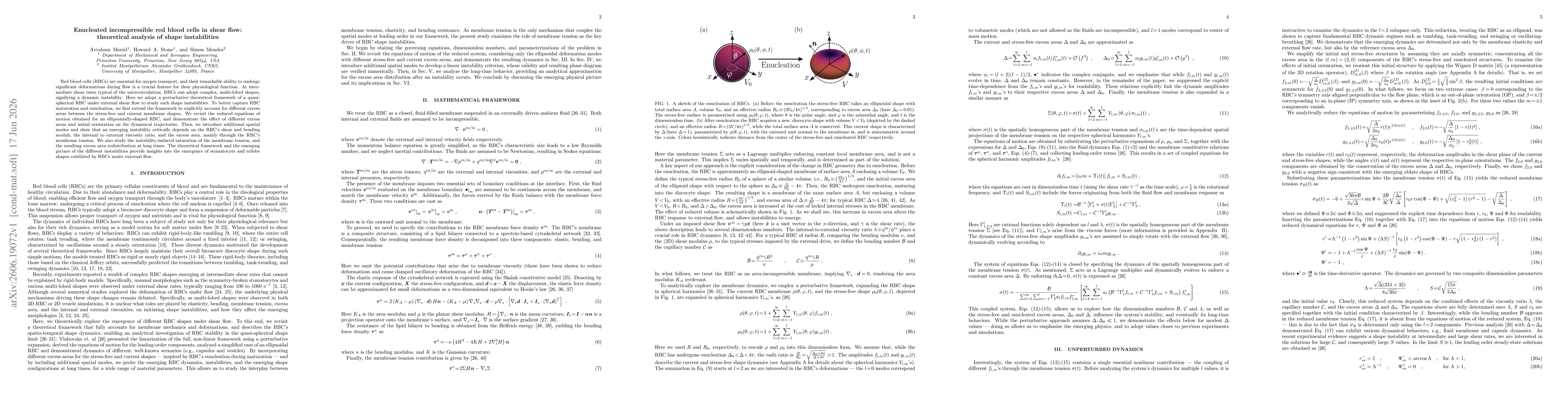 Thumbnail for Enucleated incompressible red blood cells in shear flow: theoretical analysis of shape instabilities
