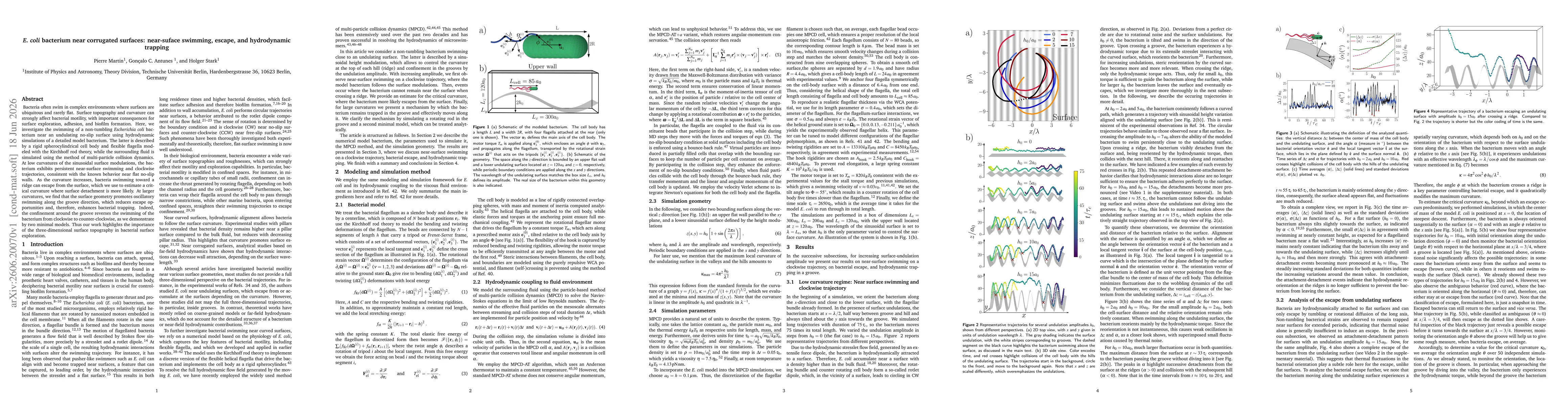 Thumbnail for \textit{E.\ coli} bacterium near corrugated surfaces: near-suface swimming, escape, and hydrodynamic trapping}